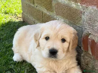 Golden Retriever dogs 1 beautiful male golden retriever - Advert 4