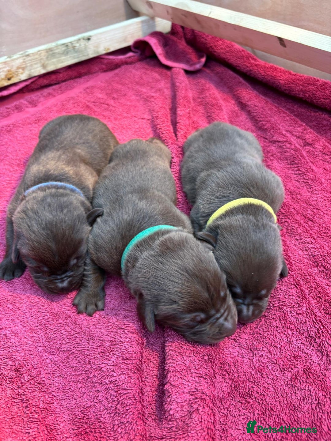 Labrador Retriever dogs for sale: Labrador Puppies – Black & Chocolate  - Advert 6