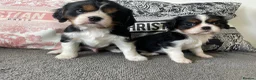 Cavalier King Charles Spaniel dogs for sale: Chocolate carrying Cavalire King Charles spaniels  - Advert 6