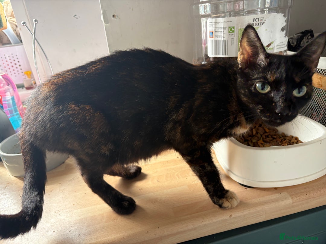 Mixed Breed cats for sale: Female kitten  - Image 4