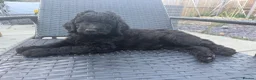 Labradoodle dogs for sale: Multi gen labradoodle x standard poodle puppies  - Advert 3
