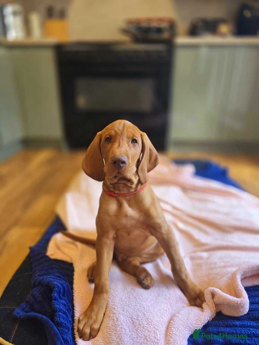 Hungarian Vizsla dogs for sale: 2 viz boys looking for loving homes - Image 4