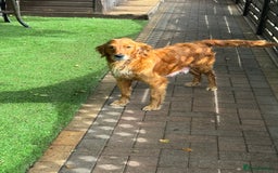 Golden Retriever dogs for sale: Last Stunning Male Pup Health Tested Parents  - Image 9