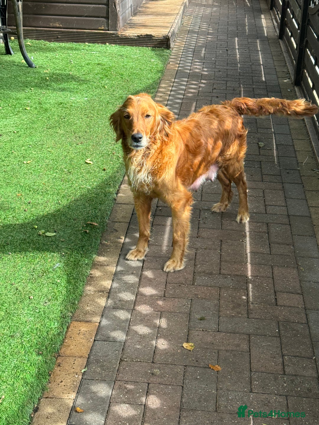 Golden Retriever dogs for sale: Last Stunning Male Pup Health Tested Parents  - Image 9