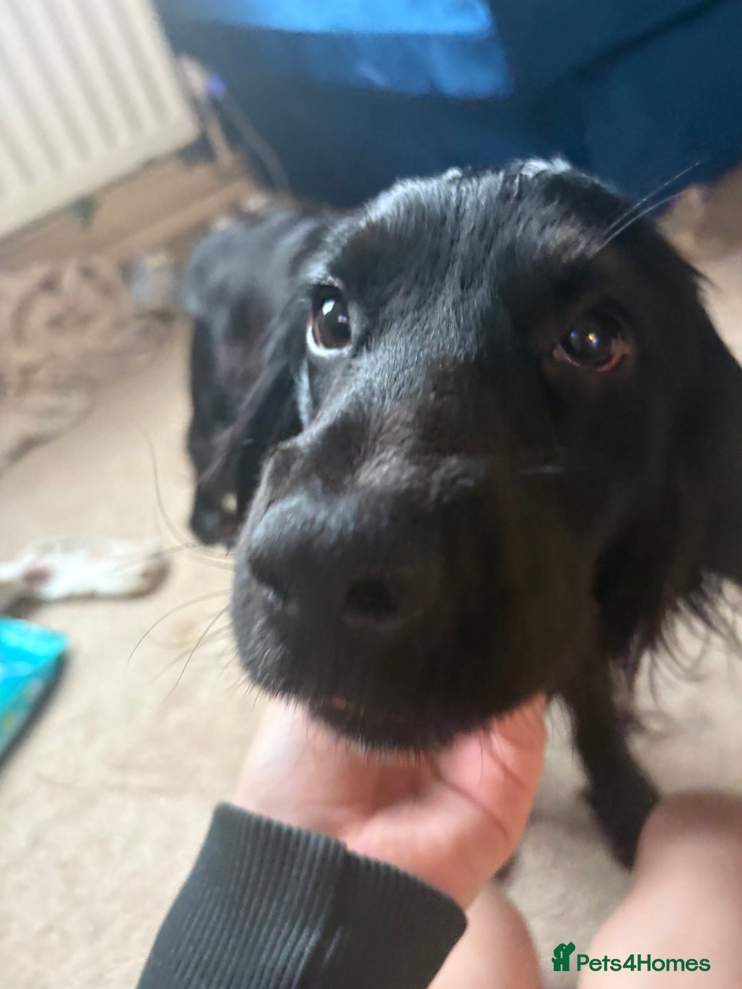 English Springer Spaniel dogs for sale: Reggie  - Advert 2