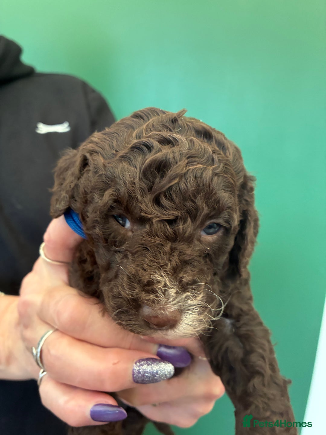 Cockapoo dogs for sale: Stunning Cockapoos looking for their new homes - Advert 9