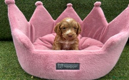 Cockapoo dogs for sale: ⭐️ Stunning Rare Coloured F1 Miniature Cockpoos ⭐️ - Image 35