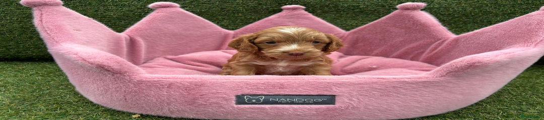 Cockapoo Puppy 6