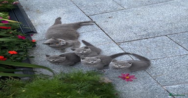 British Shorthair cats - Advert 6