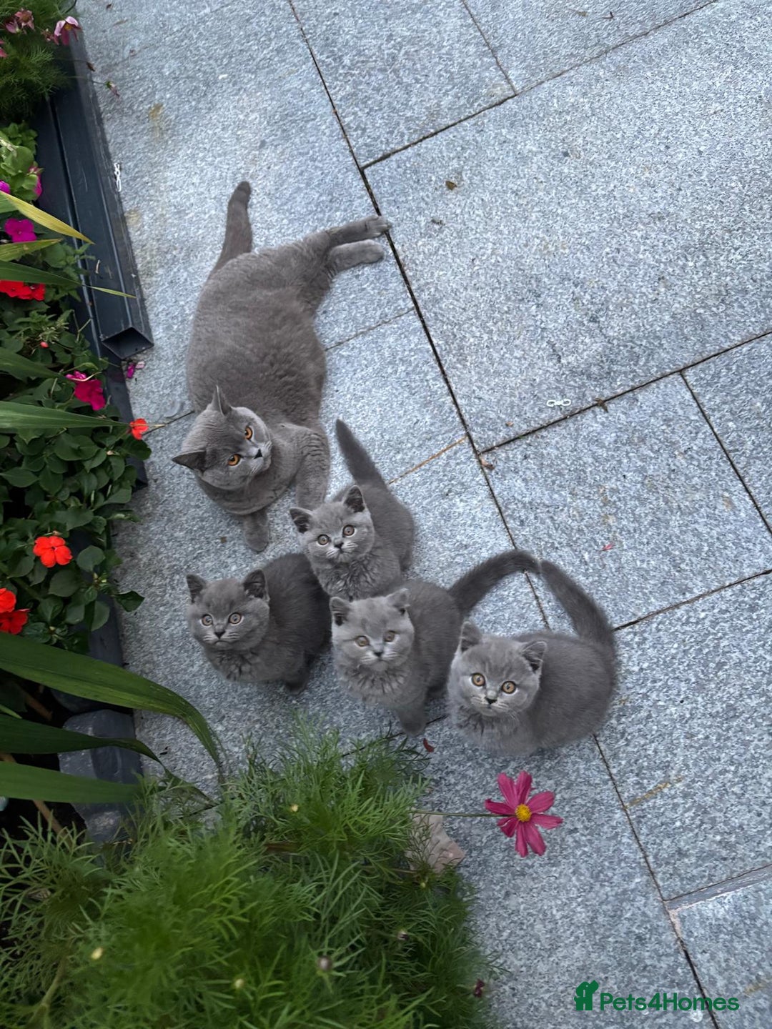 British Shorthair cats for sale: GCCF BSH Kittens pet homes only  - Image 5