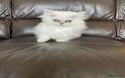 Persian cats for sale: Female persian chinchilla ready to leave - Image 6