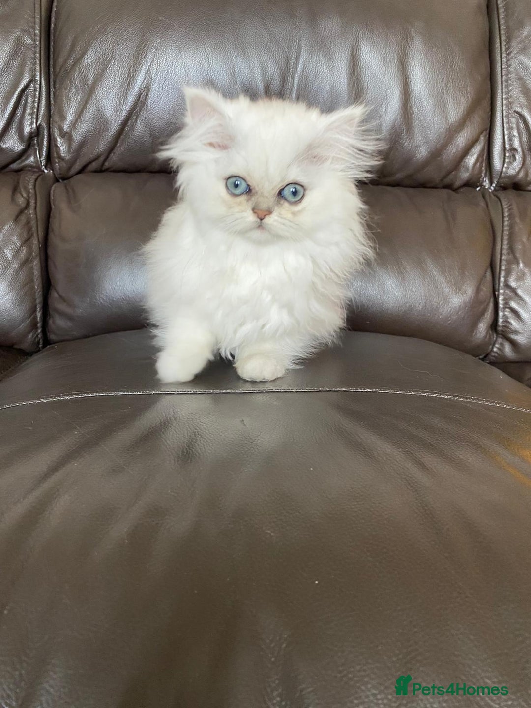 Persian cats for sale: Female persian chinchilla ready to leave - Image 6