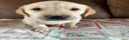 Goldador dogs for sale: F1 Goldador puppies - Advert 13