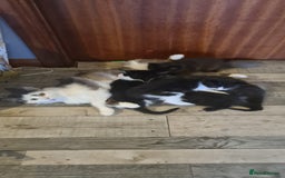 Maine Coon cats for sale: Beautiful Bonded Sisters - Image 22