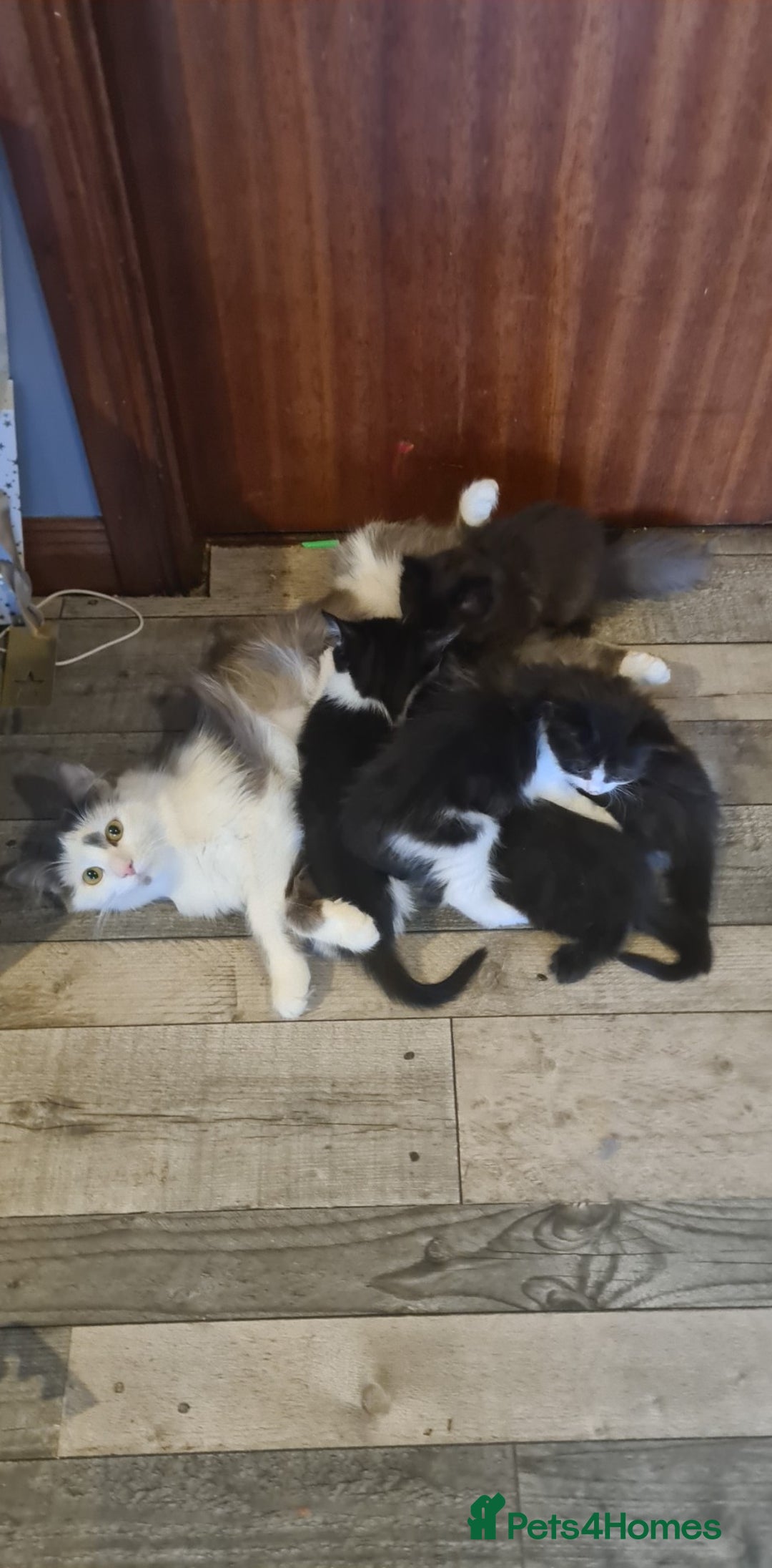 Maine Coon cats for sale: Beautiful Bonded Sisters - Image 22