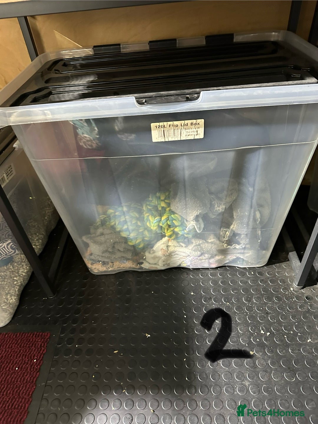 Rat rodents for sale: Rats & complete set up - Image 14