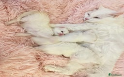 Turkish Angora cats for sale: Gorgeous white fluffy Turkish angora kittens  - Advert 9