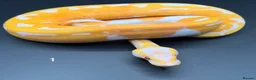 Python Snake reptiles for sale: Dreamsicle ball/royal python hatchlings  - Advert 5