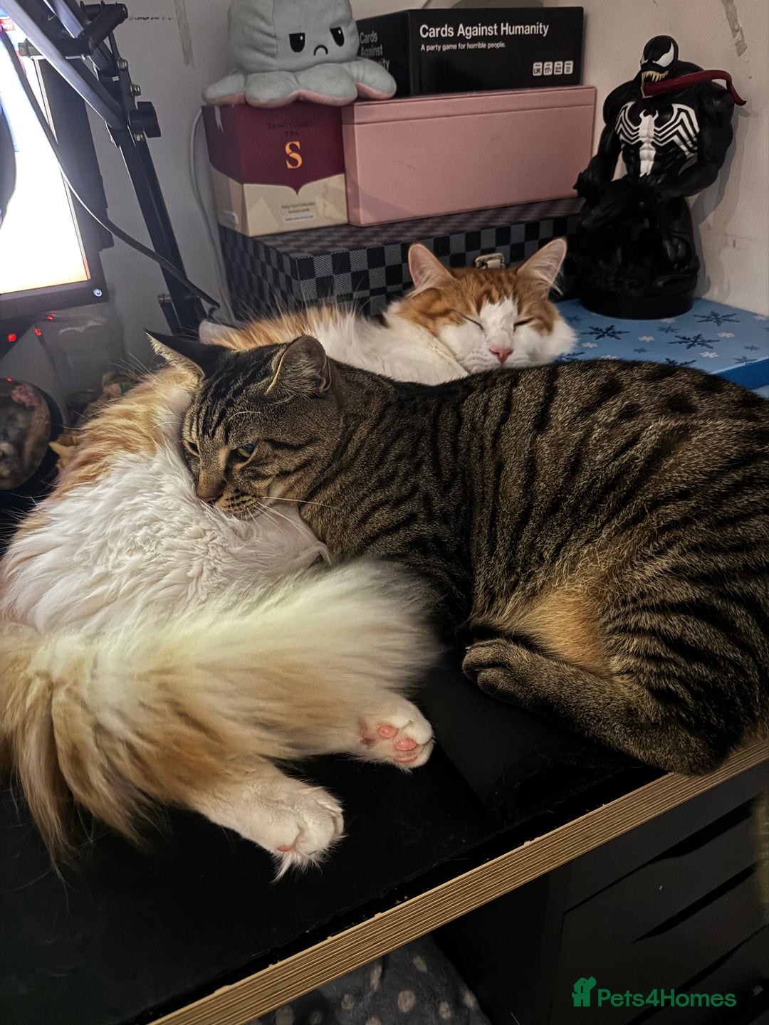 Mixed Breed cats for sale: Amazing Cats - Advert 17