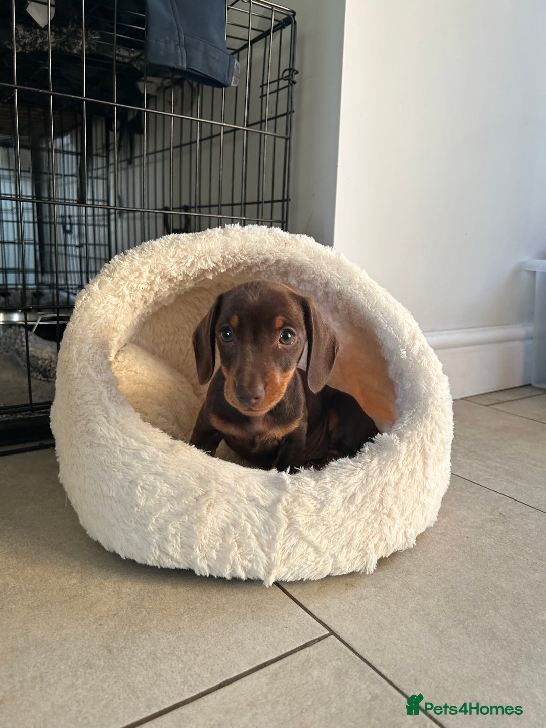 Miniature Dachshund dogs for sale:   🐾READY NOW🐾 | ONLY 1 BOY LEFT - Image 9