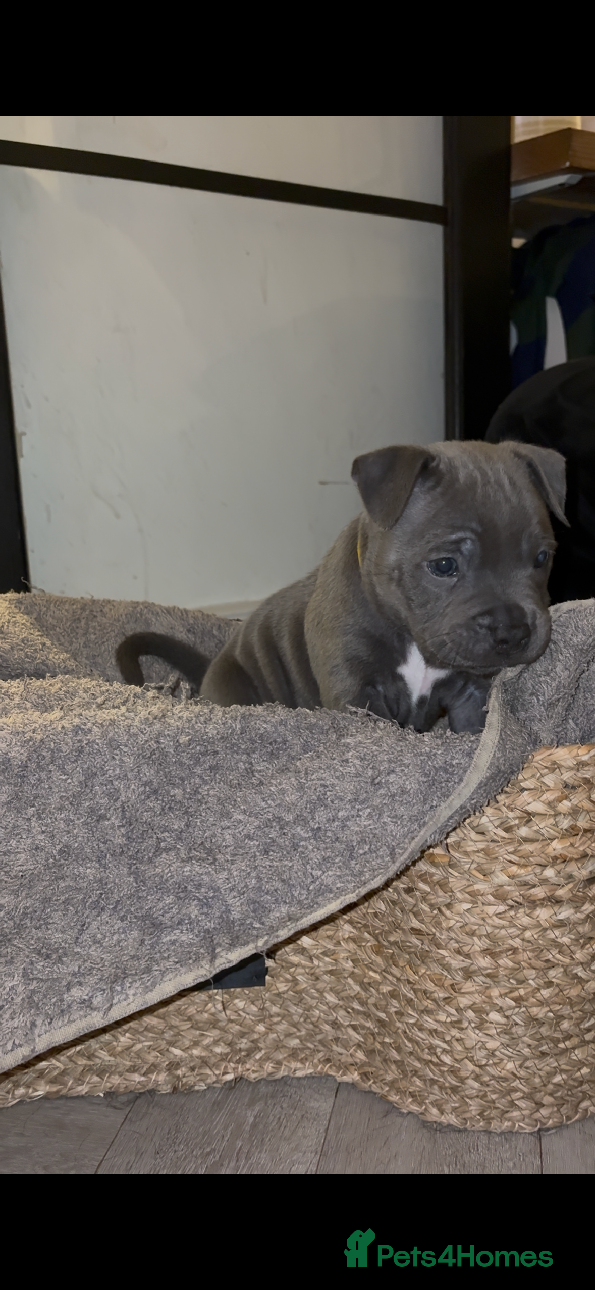 Staffordshire Bull Terrier dogs 3 left-Top quality KC registered Blue staff pups - Advert 8