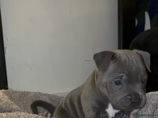 Staffordshire Bull Terrier dogs 3 left-Top quality KC registered Blue staff pups - Advert 8