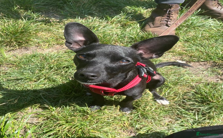 Mixed Breed dogs - Advert 2