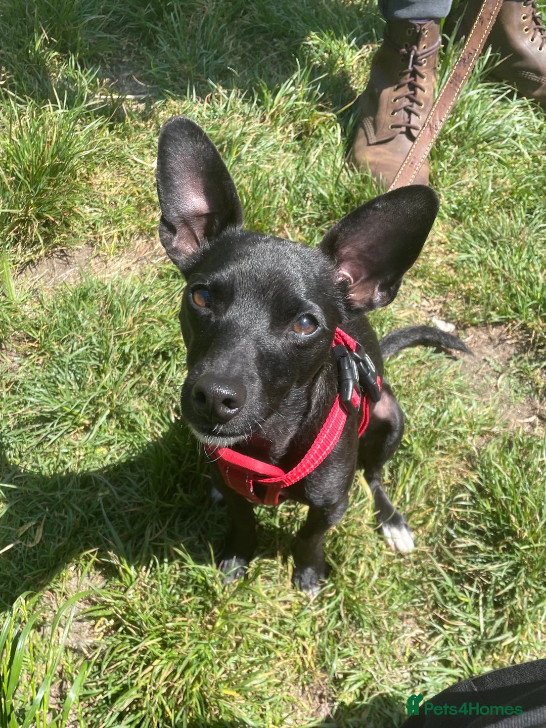 Mixed Breed dogs for sale: Jack Russell X Mixed Breed ‘Jet’ - Image 1