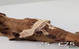 Gecko reptiles for sale: Beautiful baby crested geckos! - Image 24
