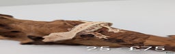 Gecko reptiles for sale: Beautiful baby crested geckos! - Advert 24