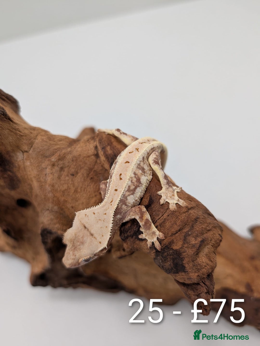 Gecko reptiles for sale: Beautiful baby crested geckos! - Image 24