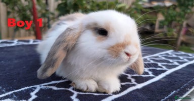 Mini Lop rabbits - Advert 10