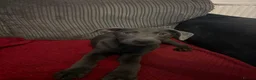 Sheprador dogs for sale: 2 MALE PUPPIES LOOKING FOR THEIR FOREVER HOMES in Tipton - Advert 6