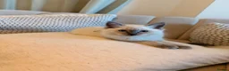 Ragdoll cats for sale: 🐾 Beautiful Ragdoll Kittens - Stunning example - Advert 3