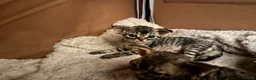 Devon Rex cats for sale: 2026 Devon Rex litters  - Advert 24