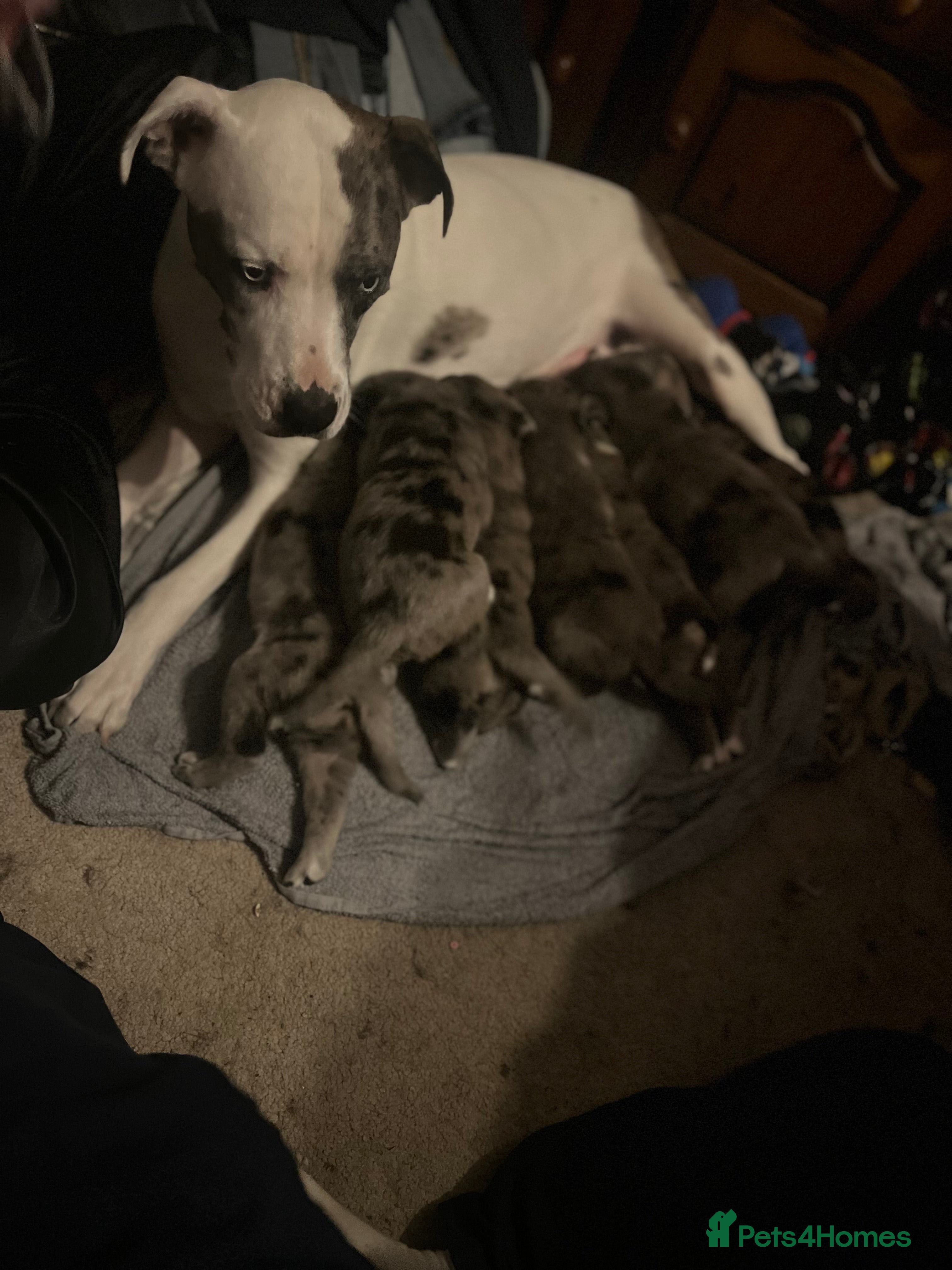 Mixed Breed dogs Beautiful Merle Caucasian corso - Advert 1