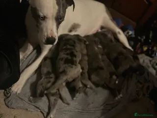 Mixed Breed dogs Beautiful Merle Caucasian corso - Advert 1