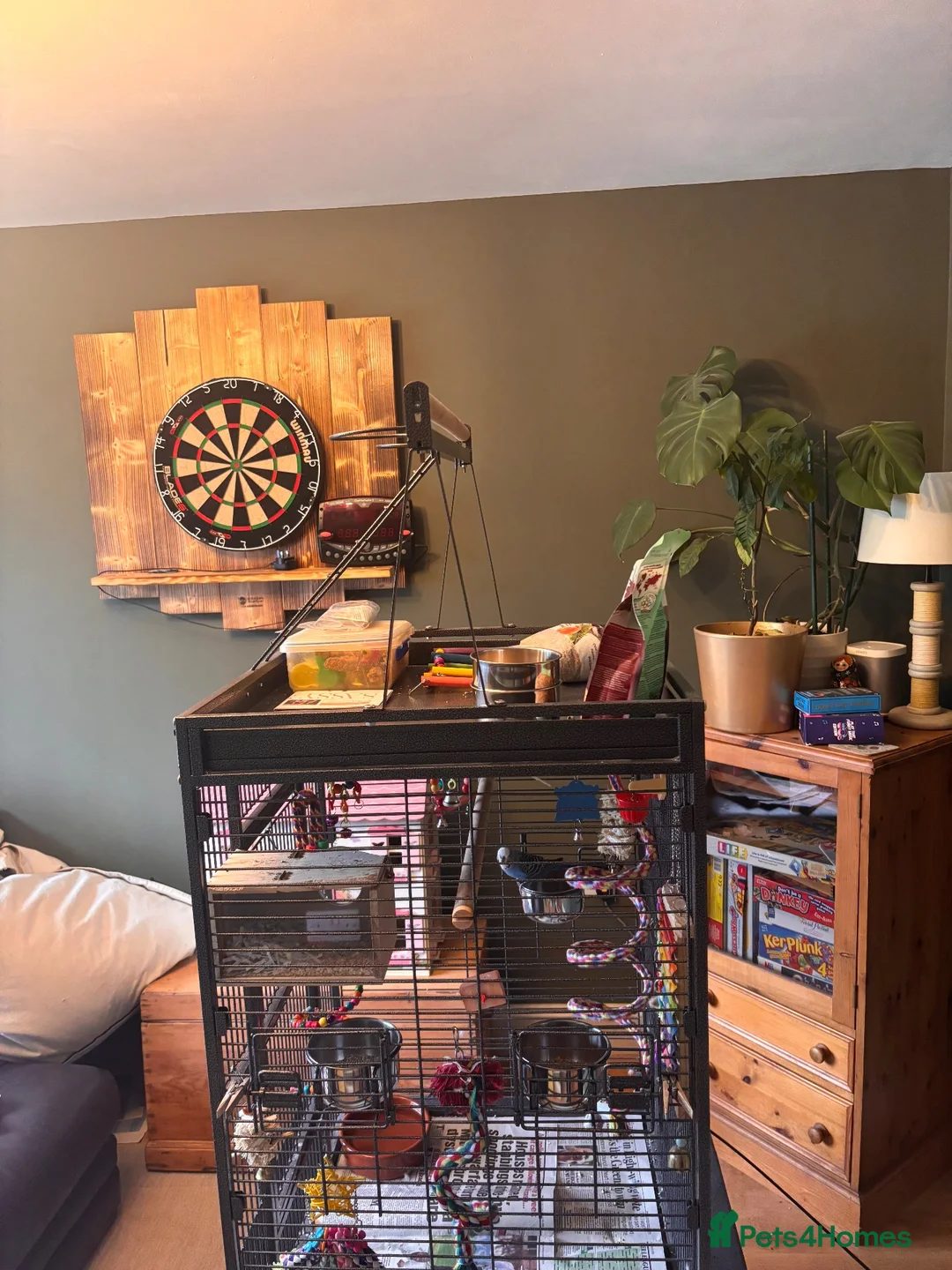 Budgerigars birds for sale: Mixed pair 18 months old plus full setup in Milford Haven - Advert 2