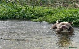 American Bull Staffy dogs for sale: Looking for a Loving Home for My Gentle Giant - Image 6