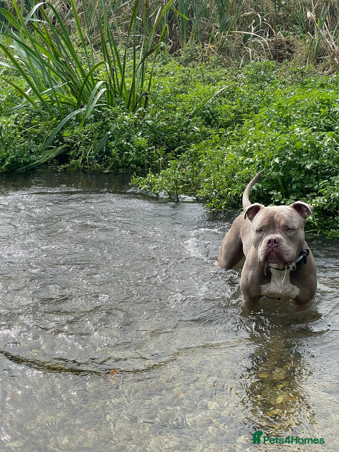American Bull Staffy dogs for sale: Looking for a Loving Home for My Gentle Giant - Image 6
