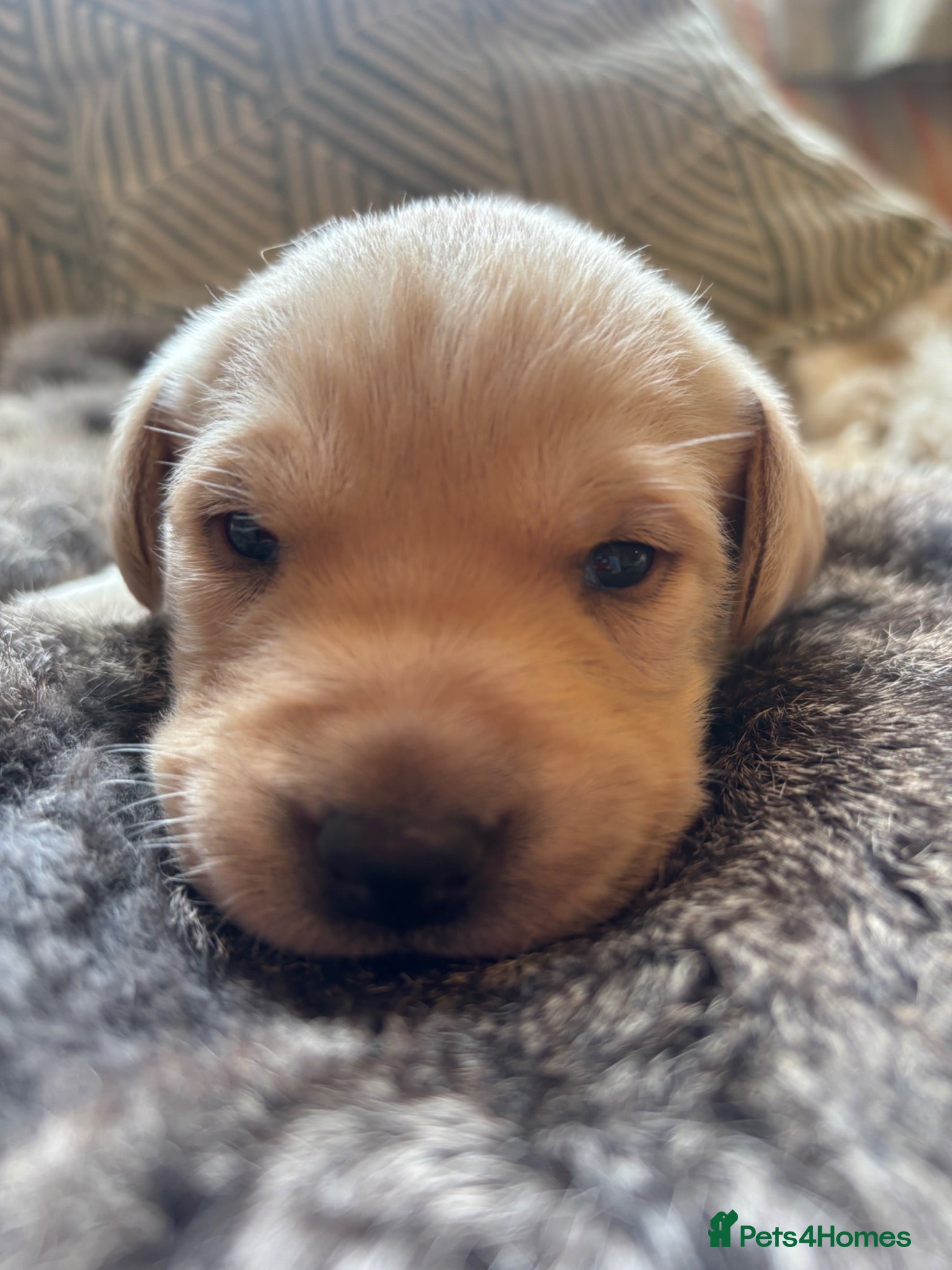 Labrador Retriever dogs KC Registered Puppies from Health Checked Parents  - Advert 2