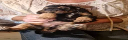 Cockapoo dogs for sale: Beautiful Cockapoo's x 3 - Advert 31