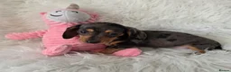 Miniature Dachshund dogs for sale: Gorgeous Mini daxi puppies  - Advert 10