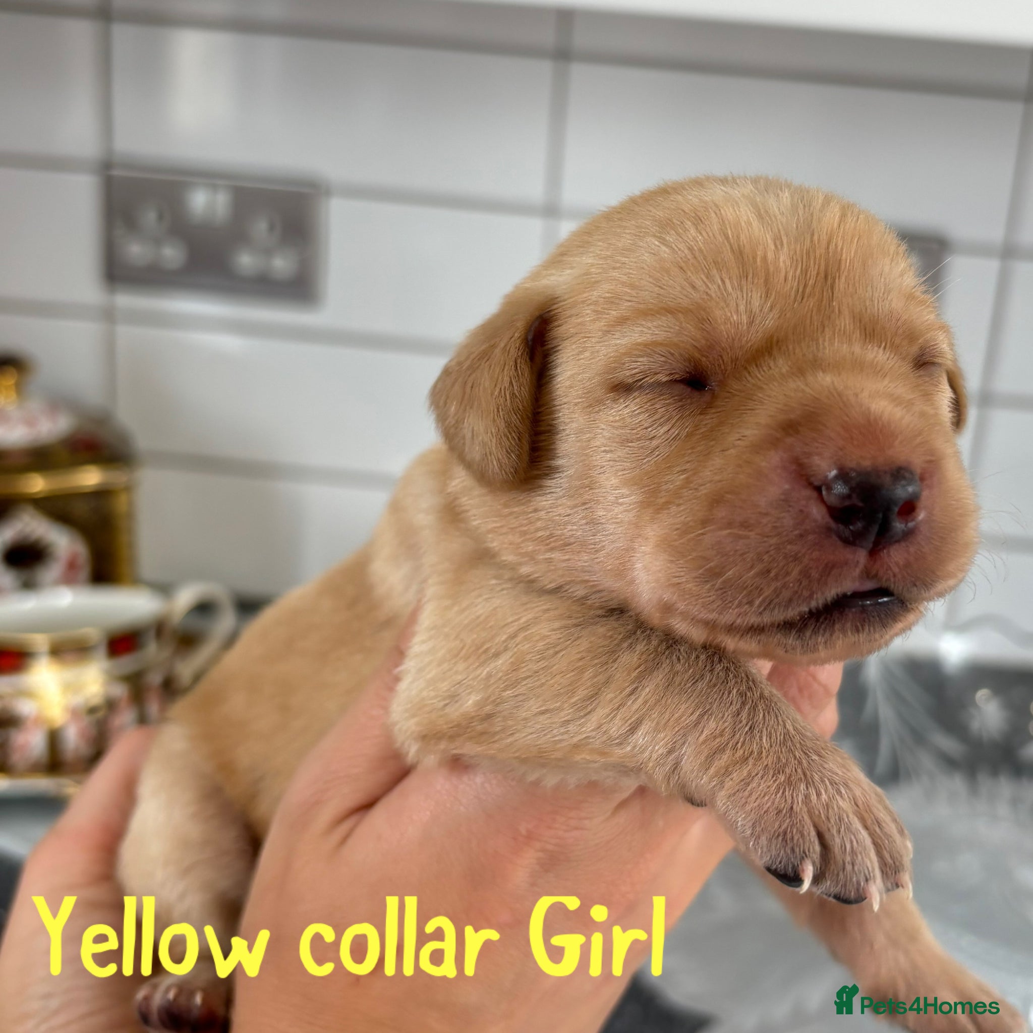 Yellow collar girl 
