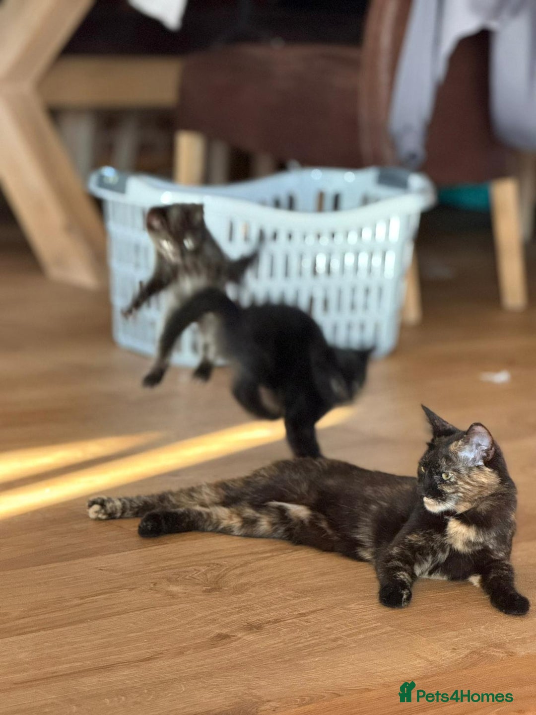 Mixed Breed cats for sale: 2 Sweet Black Kitties - Image 2