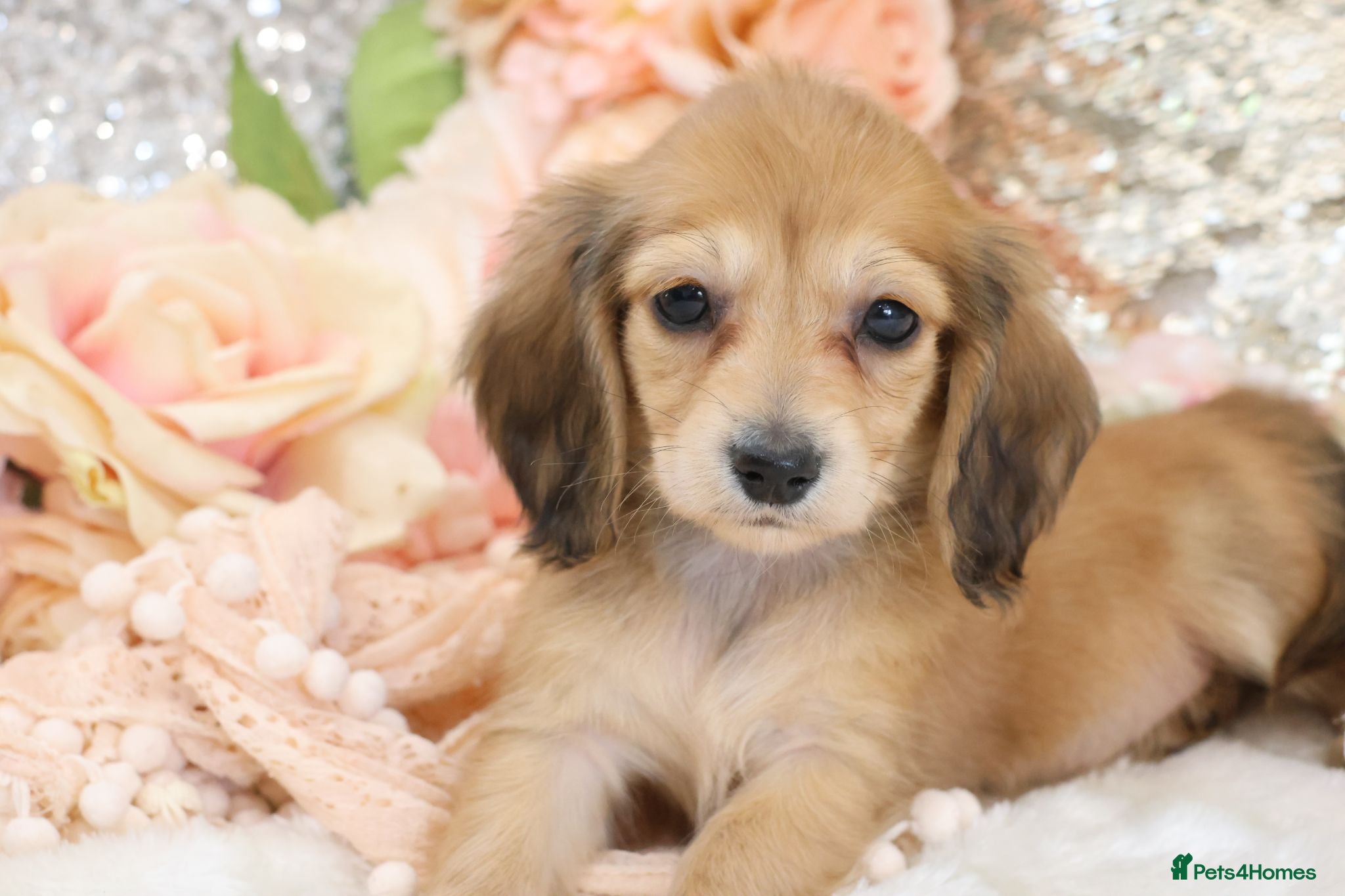 Miniature Dachshund dogs KC Longhair Miniature Dachshund Puppies - Advert 18