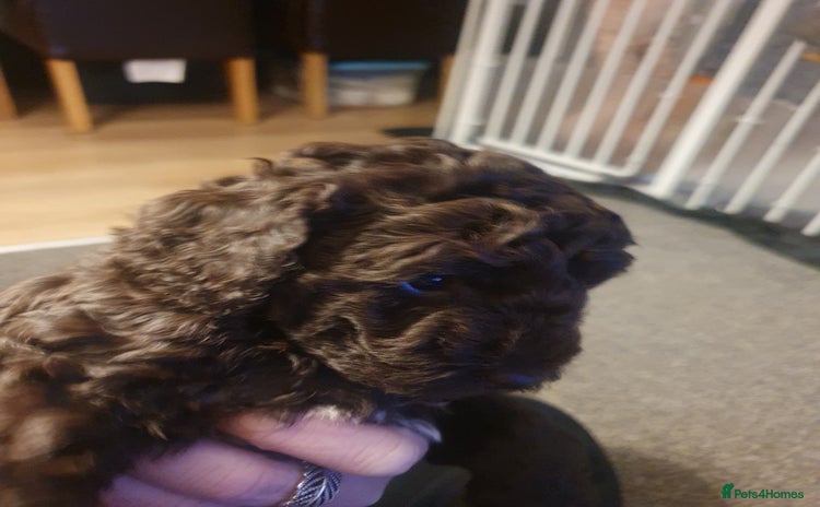 Cockapoo dogs - Advert 1