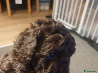 Cockapoo dogs - Advert 16