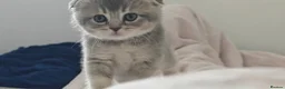 Scottish Fold cats for sale: Lovely kittens looking for new family. in Dartford - Advert 3