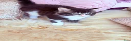 Domestic Shorthair cats for sale: Stunning British Tabby Kittens – Ready April 4th - Advert 18